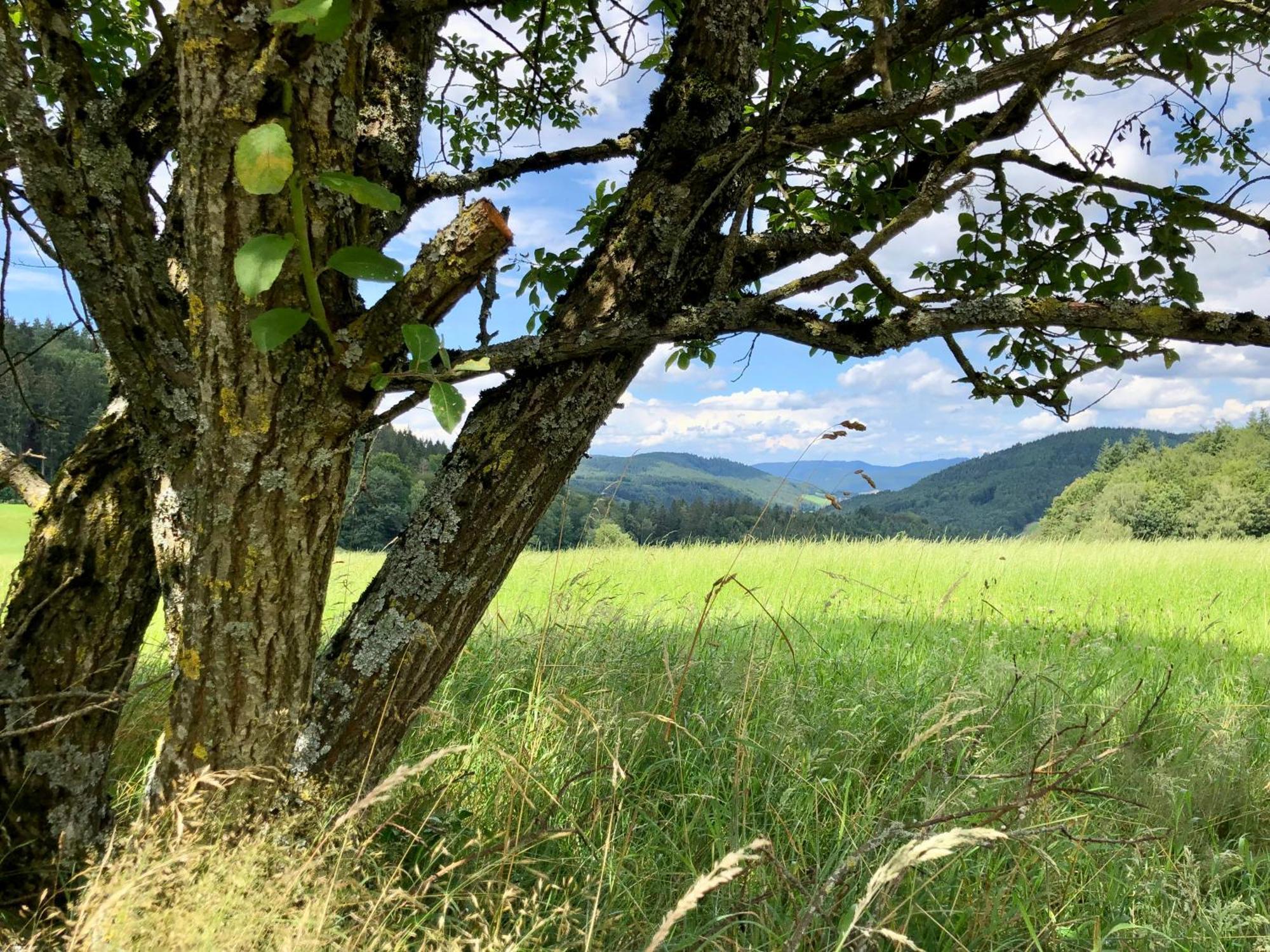 Hotel Ferien Im Schwarzwald Freiamt Esterno foto
